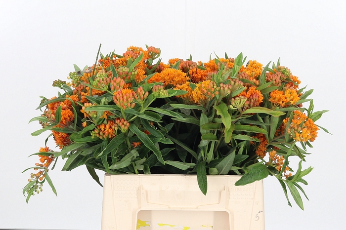 <h4>Asclepias Tuberosa</h4>