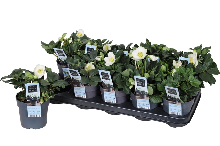 <h4>HELL NI CHR CAROL</h4>