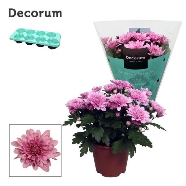 <h4>Chrysanthemum Indicum Grp Dynamic</h4>