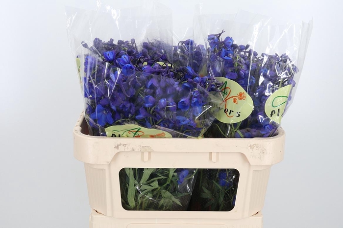 <h4>Delph En Donna</h4>