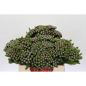 Cape Green Albiflora