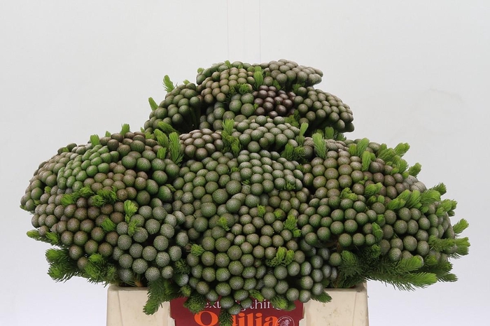 Cape Green Albiflora