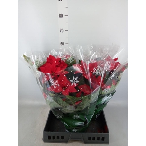 Euphorbia pulc. 'Fantasy Star'