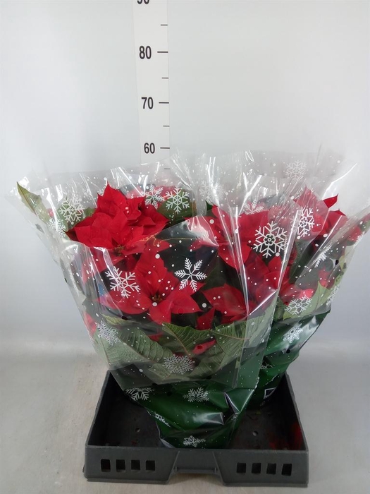 <h4>Euphorbia pulc. 'Fantasy Star'</h4>