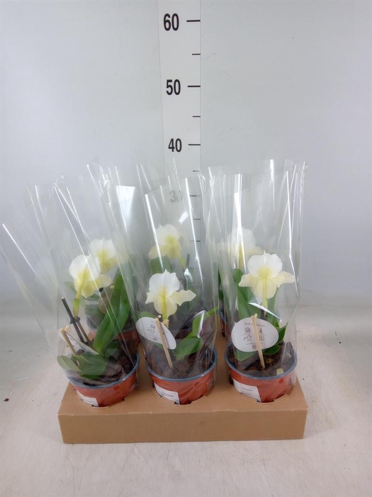 <h4>Paphiopedilum   ...</h4>