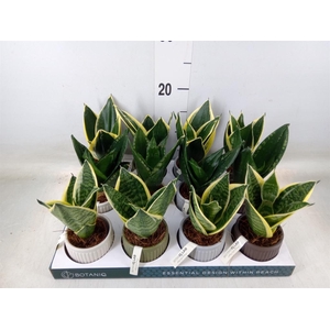 Arr.   Kamerplant Groen L%