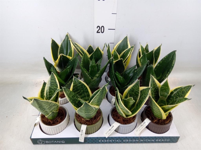 <h4>Arr. Kamerplant Groen L%</h4>