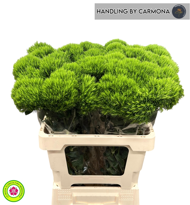 <h4>DI BARB KIWI MELLOW</h4>