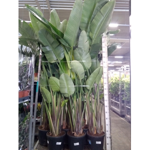 Strelitzia nicolai