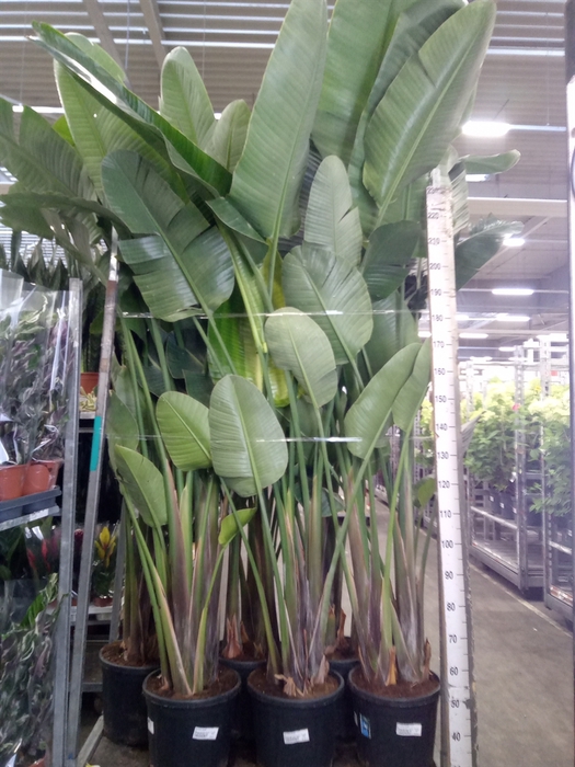 <h4>Strelitzia nicolai</h4>