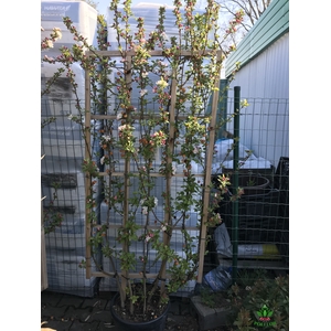 Malus (dec.apple) Evereste 42Ø 220cm
