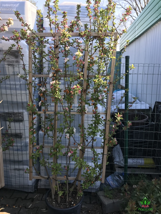 Malus (dec.apple) Evereste 42Ø 220cm