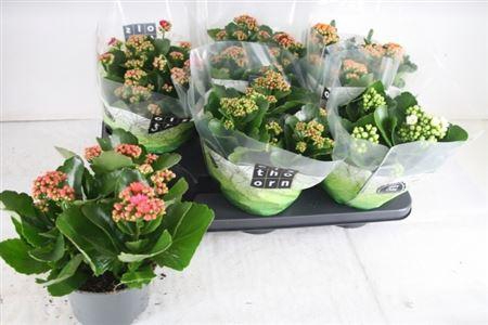 <h4>Kal Ge Gem 5 Kl</h4>