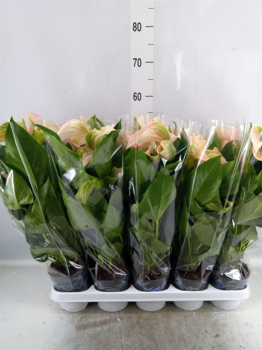 <h4>Anthurium andr. 'Joli Peach'</h4>