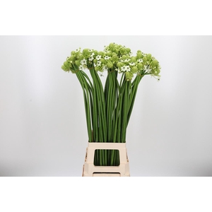 Ornithogalum Saundersiae