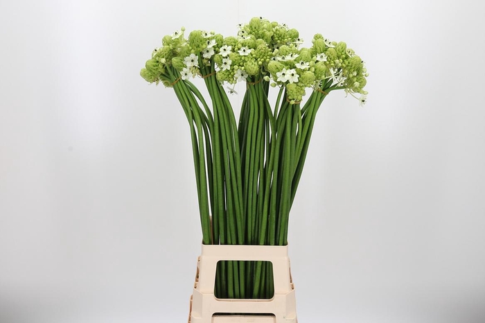 <h4>Ornithogalum Saundersiae</h4>