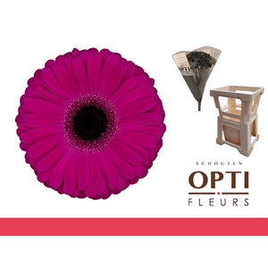 Gerbera Aladin Water / Hoes