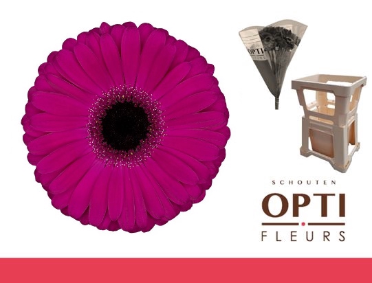 <h4>Gerbera Aladin Water / Hoes</h4>