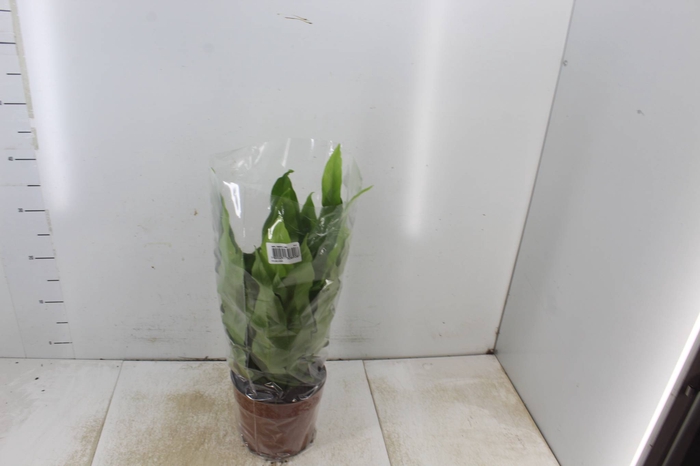 <h4>ASPLENIUM OSAKA LISO P17</h4>