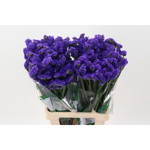 Lim S Besos Sun Birds Fu