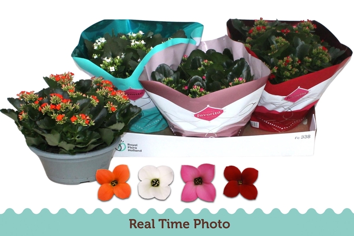 <h4>KAL EN GEM 4 KL</h4>