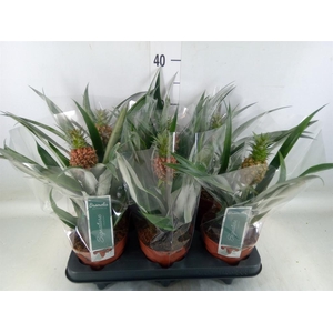 Ananas  'Rosita'