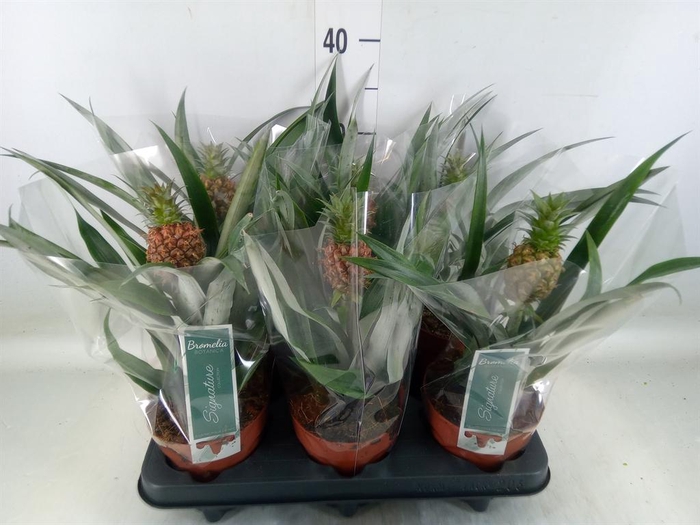 <h4>Ananas 'Rosita'</h4>