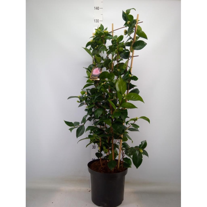 <h4>Camellia   ...mix 2</h4>