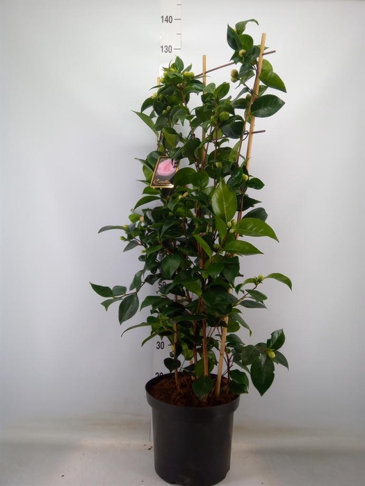 <h4>Camellia   ...mix 2</h4>