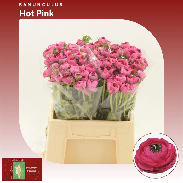 <h4>Ranunculus Elegance Hot Pink</h4>