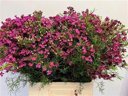 <h4>Cham Early Purple</h4>