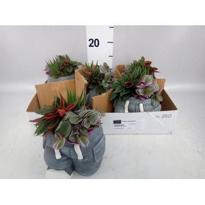 Arr.   Kamerplant Groen L%