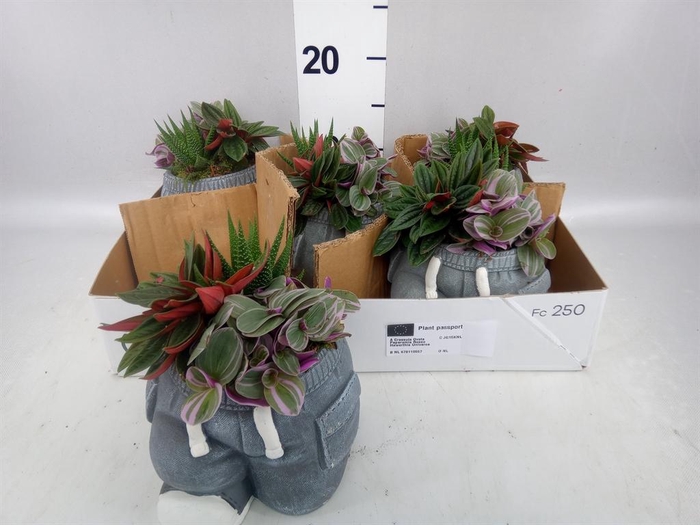 <h4>Arr.   Kamerplant Groen L%</h4>