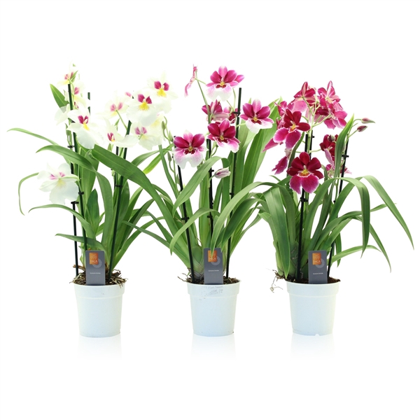 <h4>Inca Miltoniopsis mix 4 spike</h4>