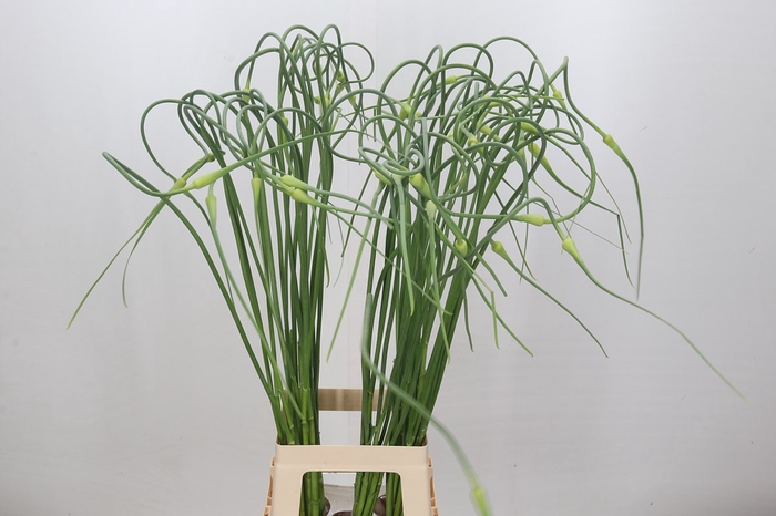 <h4>Allium Sativum Ophioscorodon</h4>