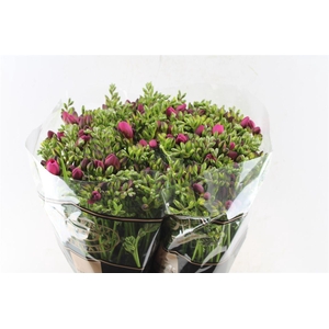 Fr Du Expression Cerise Red