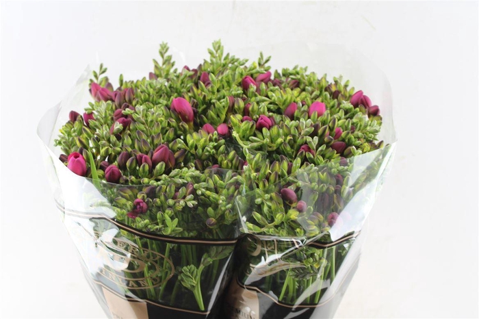 <h4>Fr Du Expression Cerise Red</h4>