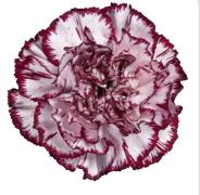 <h4>Di St Perfect</h4>