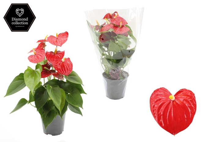 Anthurium Esudo 14 cm - Diamond Etiket - Blanco Hoes
