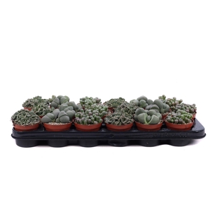 Lithops mix 8,5 cm