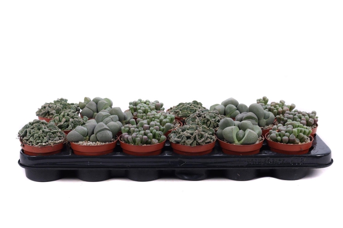 <h4>Lithops mix 8,5 cm</h4>