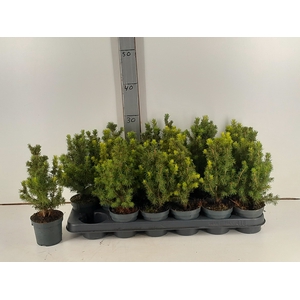 PICEA GL CONICA