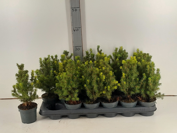 <h4>PICEA GL CONICA</h4>