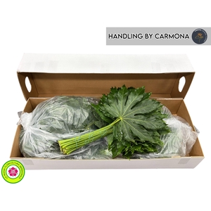 FATSIA JAPONICA BLAD