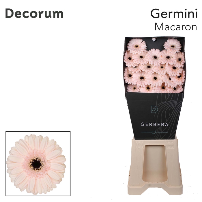 <h4>Germini Macaron Diamond per kaart</h4>