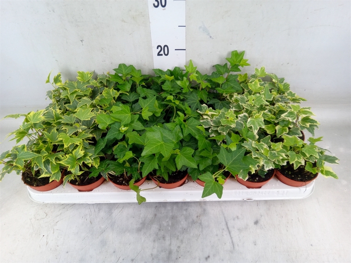 <h4>Hedera   ...mix</h4>