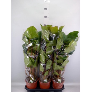 Homalomena rubescens 'Maggy'