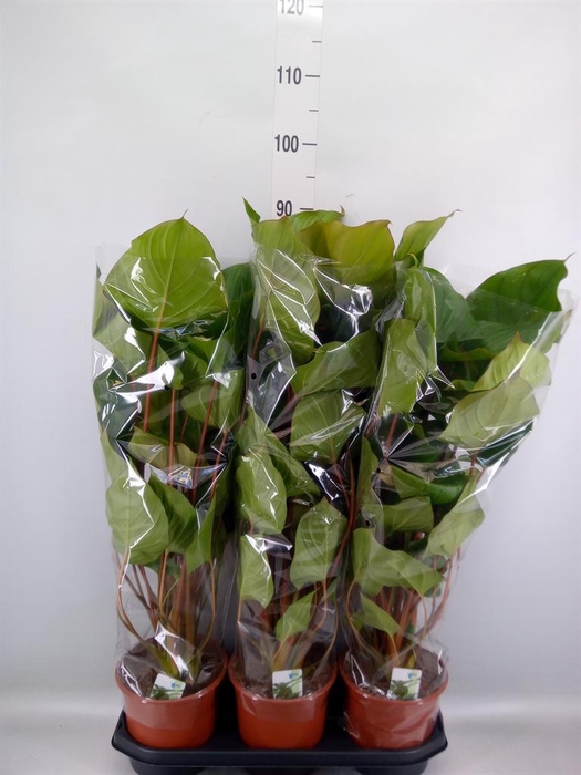 <h4>Homalomena rubescens 'Maggy'</h4>