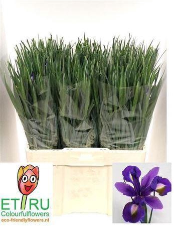 <h4>Iris Blue Magic</h4>