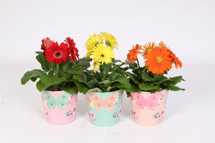 <h4>Gerbera belicht 2+ 12cm in poetry pot</h4>